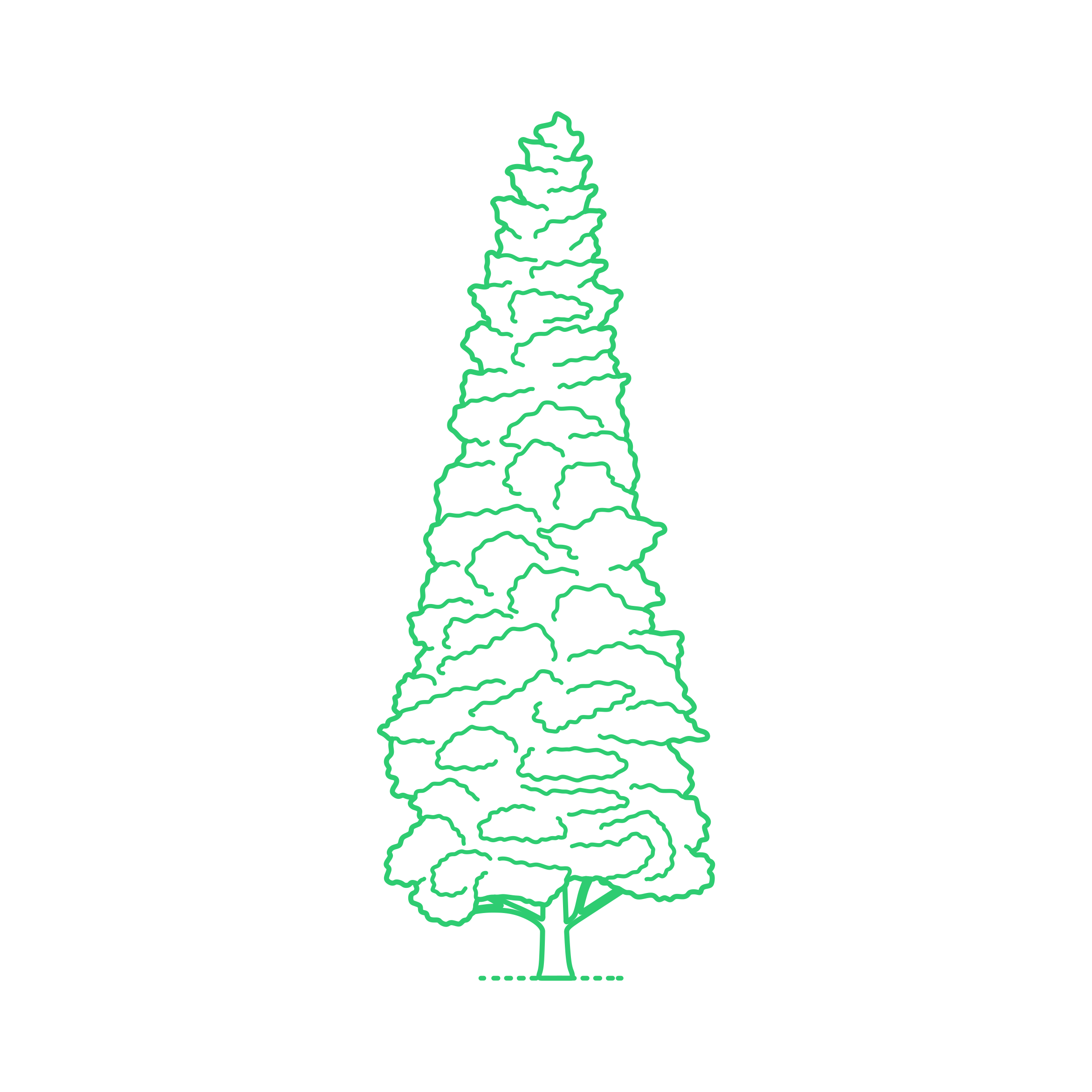 Plants Bald Cypresses Pond Cypress Sticker Outline Svg File Free Vectors